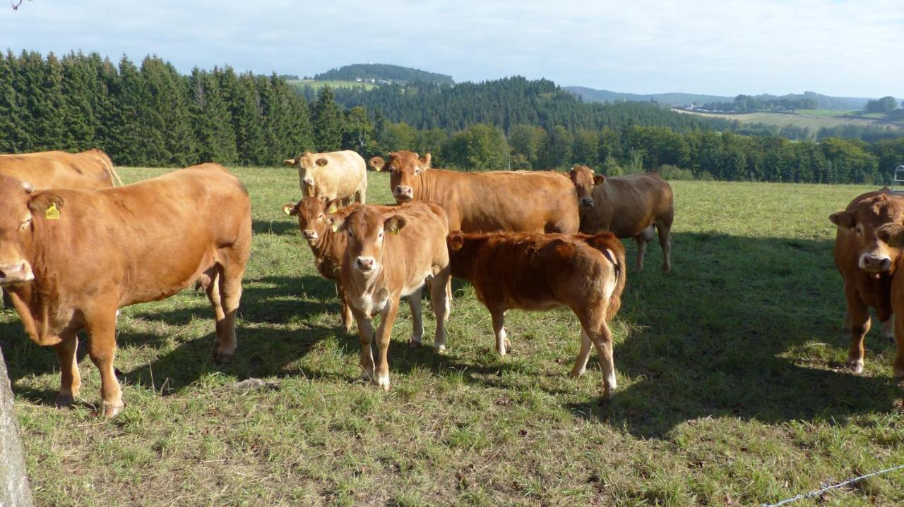 Aussichtsbauernhofpension Hof Gretchens Winterberg Bagian luar foto